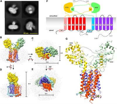 Architecture of Dispatched, a Transmembrane Protein Responsible for Hedgehog Release